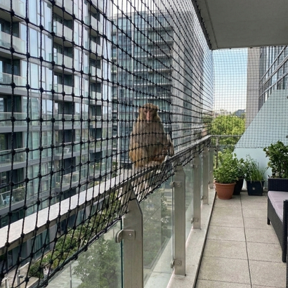 Monkey protection nets for farms in Vijayawada