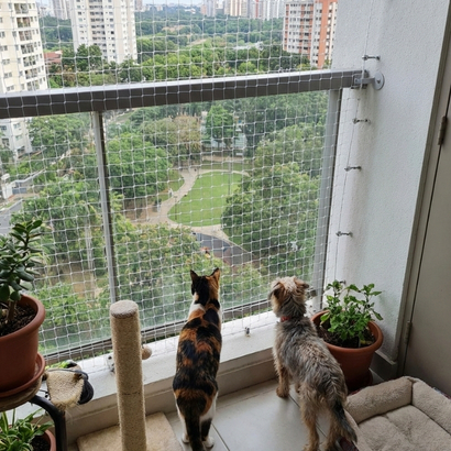 Dog safety nets setup in Vijayawada