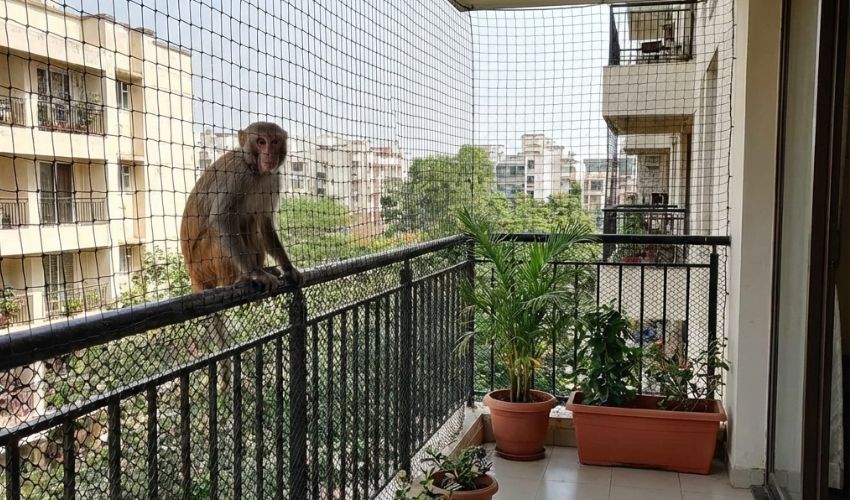 Farm Monkey Protection Nets in Vijayawada